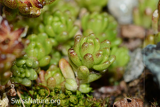 Foto: Alpen-Mauerpfeffer (Sedum alpestre). Blattrosette.