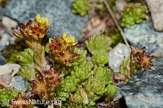 Photo: Sedum alpestre. Whole plant (habiti).