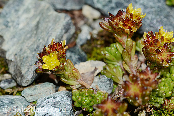 Photo: Sedum alpestre. Whole plant (habiti).