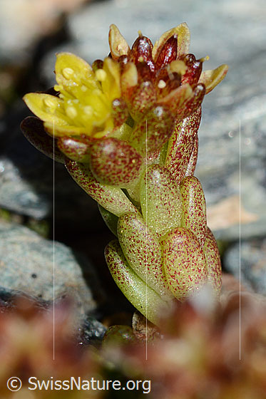 Foto: Alpen-Mauerpfeffer (Sedum alpestre). Stängel und Stängelblätter.
