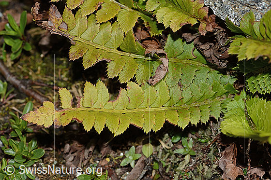 Foto: Lanzenfarn (Polystichum lonchitis). Blätter. Ansicht von oben.
