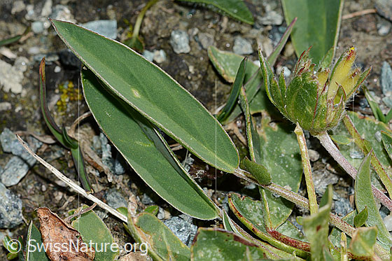 Photo: Anthyllis vulneraria ssp. Alpestris. Leaves. Leaf top.