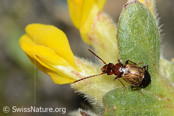 Foto: Laufkäferartiger Kurzflügler (Anthophagus caraboides) auf Alpen-Wundklee (Anthyllis vulneraria ssp. alpestris). Länge 5mm. Ansicht von oben.