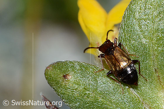 Foto: Laufkäferartiger Kurzflügler (Anthophagus caraboides) auf Alpen-Wundklee (Anthyllis vulneraria ssp. alpestris). Länge 5mm. Wird auch Laufkäferartiger Blütenräuber genannt. Ansicht von hinten oben.