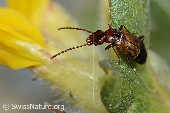 Photo: Anthophagus caraboides on Anthyllis vulneraria ssp. Alpestris. Length 5mm. View from the side.