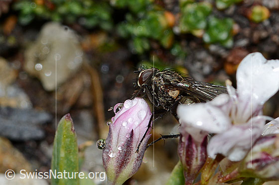 Foto: Helina reversio (Echte Fliege) an Kriechendem Gipskraut (Gypsophila repens). Länge 7mm. Männchen. Ansicht von der Seite.