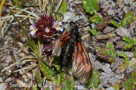 Foto: Alpen-Widderchen (Zygaena exulans) an Zwerg-Augentrost (Euphrasia minima). Das Widderchen wurde von einer roten Milbe befallen. Ansicht von oben.