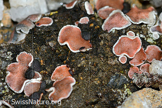 Foto: Wahrscheinlich Rotschuppe (Psora decipiens)