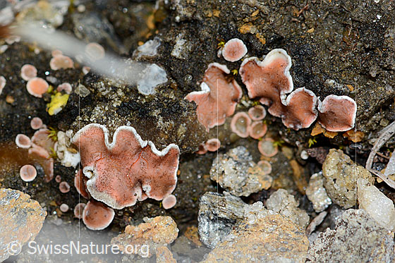 Foto: Wahrscheinlich Rotschuppe (Psora decipiens)