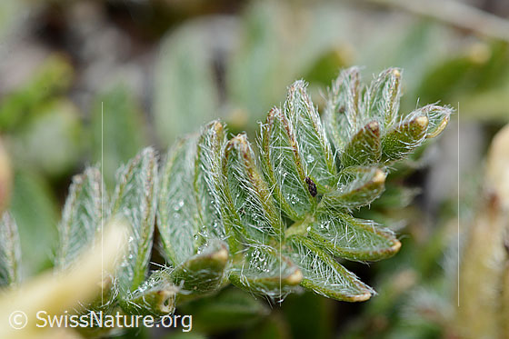 Foto: Alpen-Spitzkiel (Oxytropis campestris). Oberseite der Blätter.