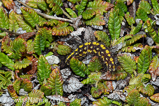 Photo: Probably caterpillar of Setina aurita. The caterpillar is black with yellow spots and long black hairs.