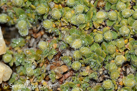Photo: Probably Herniaria alpina. Blossoms and leaves. Flowers still closed.