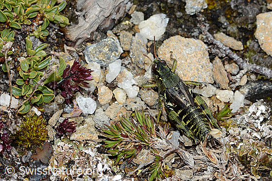 Photo: Bohemanella frigida. Length 20mm. View from diagonally above.