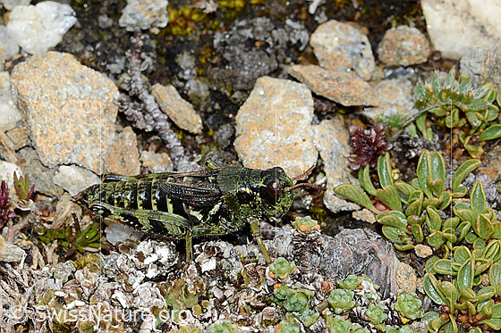 Photo: Bohemanella frigida. Length 20mm. View from the side.