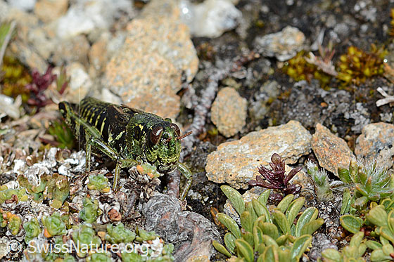 Photo: Bohemanella frigida. Length 20mm. View from the front.