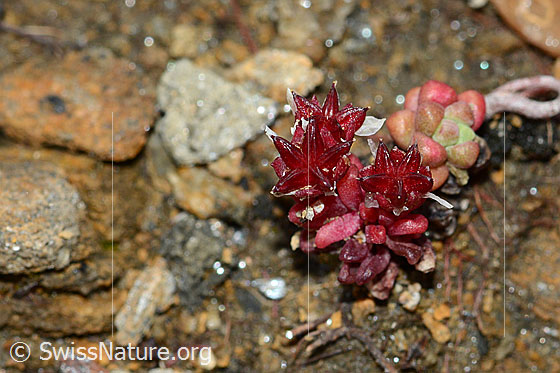 Photo: Sedum atratum. Whole plant (habiti).