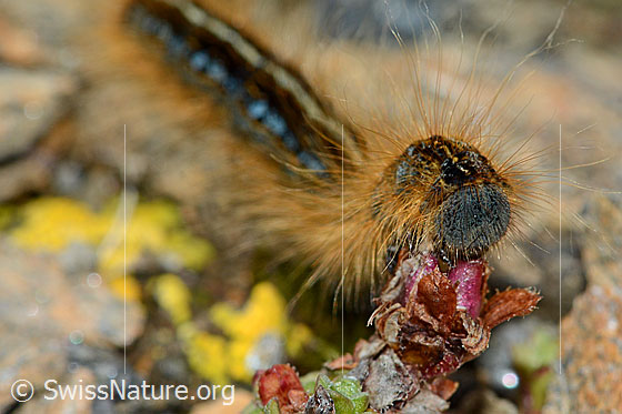 Photo: Malacosoma alpicola on Saxifraga oppositifolia. View of the head from diagonally in front.