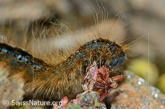 Alpen-Ringelspinner (Malacosoma alpicola) an Gegenblättrigem Steinbrech (Saxifraga oppositifolia)