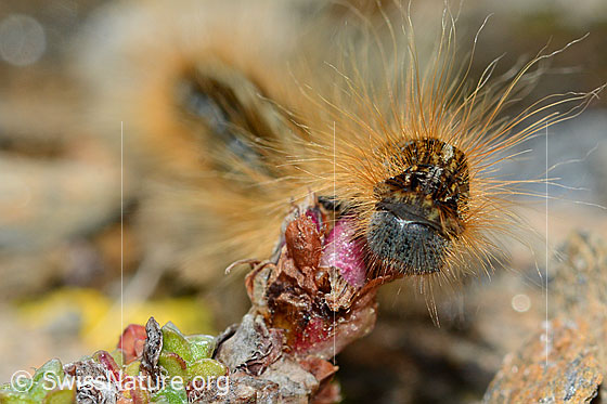 Alpen-Ringelspinner (Malacosoma alpicola) an Gegenblättrigem Steinbrech (Saxifraga oppositifolia)