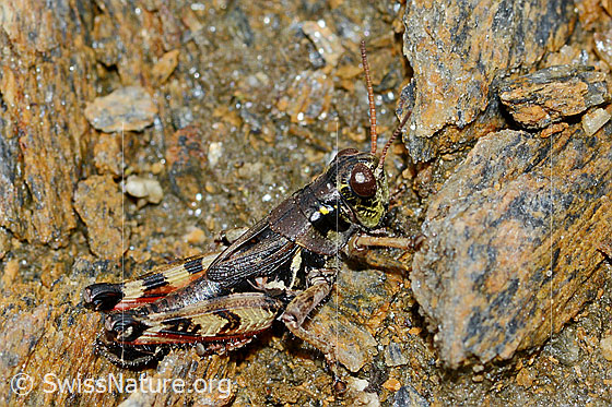 Photo: Bohemanella frigida. Length 20mm. View from the side.