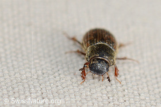 Foto: Heptaulacus testudinarius (Blatthornkäfer). Länge 4mm. Ansicht von vorne.