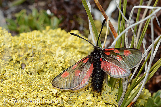 Foto: Alpen-Widderchen (Zygaena exulans) auf Flechte. Ansicht von oben.