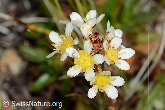 Foto: Trauben-Steinbrech (Saxifraga paniculata). Blüten.