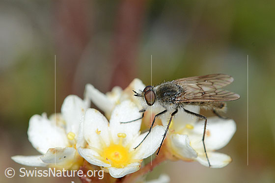 Photo: Acrosathe annulata. Length 9.5mm. Male. On flower of a Saxifraga paniculata. View from diagonally in front.