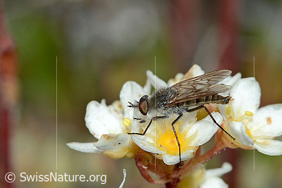 Photo: Acrosathe annulata . Length 9.5mm. Male. On flower of a Saxifraga paniculata. View from the side.