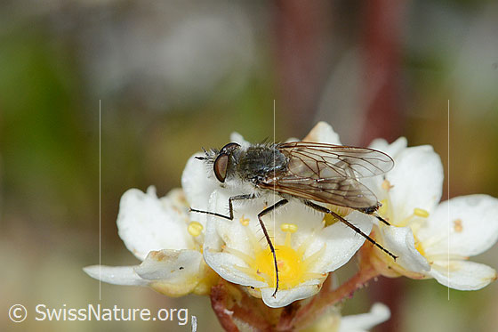 Photo: Acrosathe annulata. Length 9.5mm. Male. On flower of a Saxifraga paniculata. View from the side above.