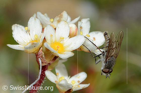 Foto: Acrosathe annulata (Luchsfliege). Länge 9.5mm. Männchen. Luchsfliegen werden auch Stilettfliegen genannt.