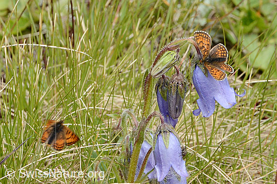 Photo: Probably Melitaea athalia on Campanula barbata. Wings open. View from diagonally above.