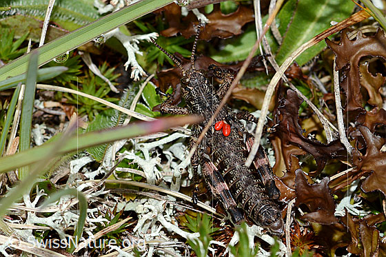Photo: Bohemanella frigida. Nymph. With mites. View from the side.