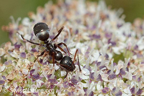 Foto: Formica lemani (Waldameise) auf Zwerg-Mutterwurz (Ligusticum mutellinoides). Länge 4.5 - 6.5mm. Ansicht von oben.