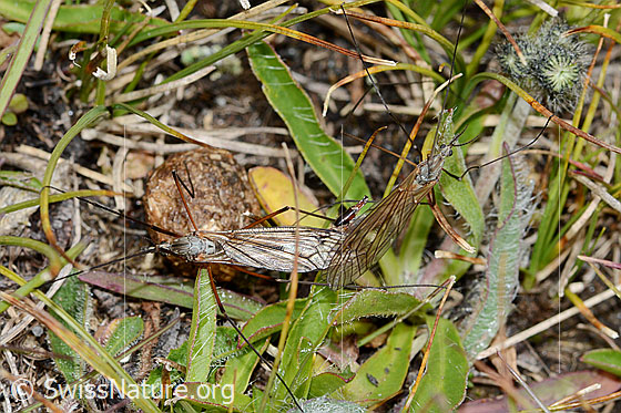 Foto: Wahrscheinlich Tipula varipennis (Schnake). Länge 14 - 20mm. Während Paarung. Ansicht von oben.