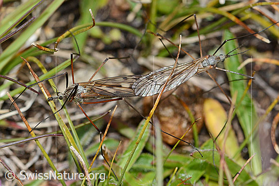 Foto: Wahrscheinlich Tipula varipennis (Schnake). Länge 14 - 20mm. Paarung. Ansicht von oben.