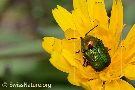 Foto: Wahrscheinlich Grünblauer Fallkäfer (Cryptocephalus sericeus). Länge 6mm. Wird auch Seidiger Fallkäfer oder Seidener Fallkäfer genannt. Ansicht von oben.