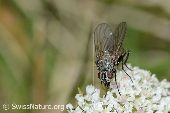 Foto: Helina reversio (Echte Fliege) auf Zwerg-Mutterwurz (Ligusticum mutellinoides). Länge 7mm. Weibchen. Ansicht von schräg oben.