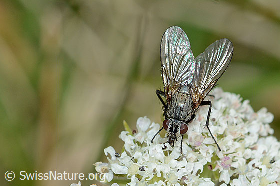 Photo: Helina reversio on Ligusticum mutellinoides. Length 7mm. Female. View from top.