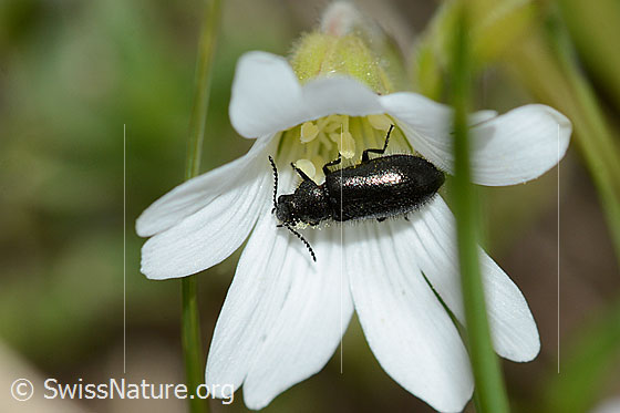 Dasytes obscurus (Wollhaarkäfer) auf Alpen-Hornkraut (Cerastium alpinum)