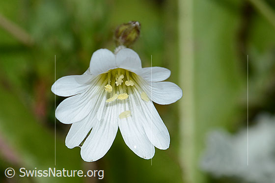 Foto: Wahrscheinlich Alpen-Hornkraut (Cerastium alpinum). Blüte.