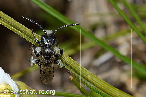 Photo: Probably Rhophitoides canus. Length 7mm. View from above.