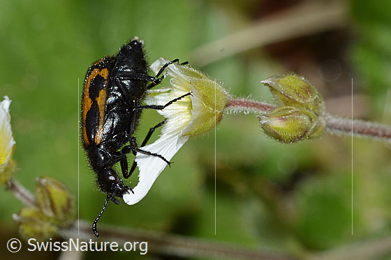 Foto: Mylabris flexuosa (Ölkäfer) auf Alpen-Hornkraut (Cerastium alpinum). Länge 11mm. Ansicht von der Seite.