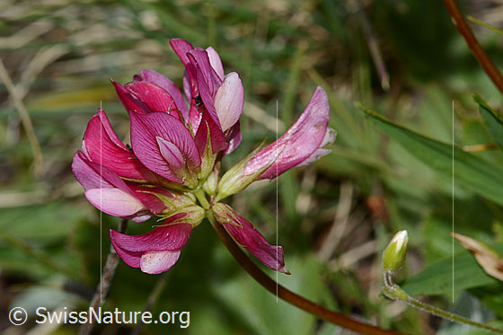 Alpen-Klee (Trifolium alpinum)
