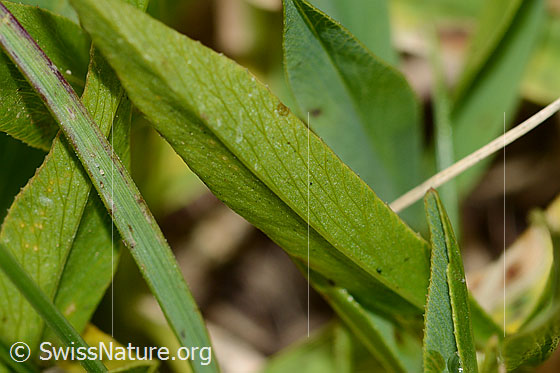 Photo: Trifolium alpinum. Leaves. Leaf underside.