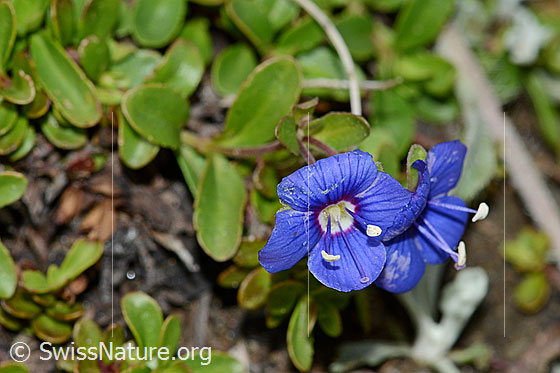 Foto: Felsen-Ehrenpreis (Veronica fruticans). Blüte und Blätter.
