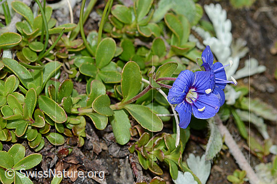 Foto: Felsen-Ehrenpreis (Veronica fruticans). Ganze Pflanze (Habitus).