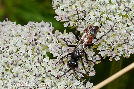 Foto: Anoplius infuscatus (Wegwespe) auf Zwerg-Mutterwurz (Ligusticum mutellinoides). Länge 9mm. Ansicht von oben.