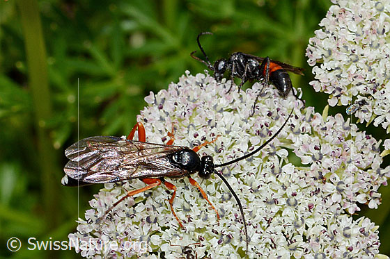 Foto: Wahrscheinlich Hoplocryptus bellosus (Schlupfwespe) auf Zwerg-Mutterwurz (Ligusticum mutellinoides). Länge 14mm. Ansicht von oben.
