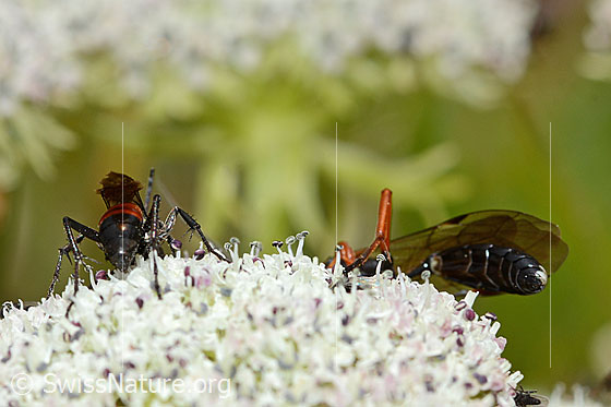 Foto: Links: Wahrscheinlich Anoplius infuscatus (Wegwespe).
Rechts: Wahrscheinlich Hoplocryptus bellosus (Schlupfwespe).
Beide sitzen auf der Blütendolde einer Zwerg-Mutterwurz (Ligusticum mutellinoides). Ansicht von hinten.